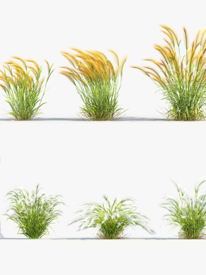 Hordeum jubatum Foxtail barley 3D Model 02