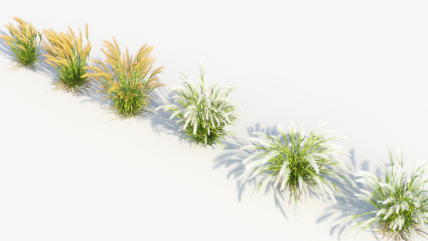 Hordeum jubatum Foxtail barley 3D Model 02