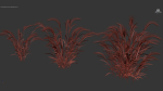 Hordeum jubatum Foxtail barley 3D Model 02