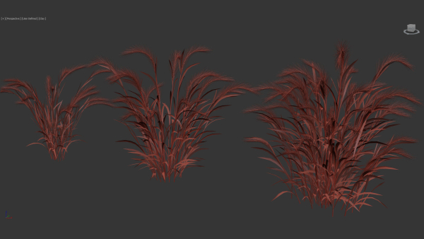 Hordeum jubatum Foxtail barley 3D Model 02