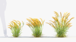 Hordeum jubatum Foxtail barley 3D Model 02