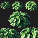 hosta plantaginea
