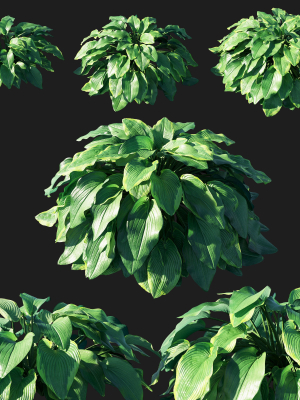 hosta plantaginea