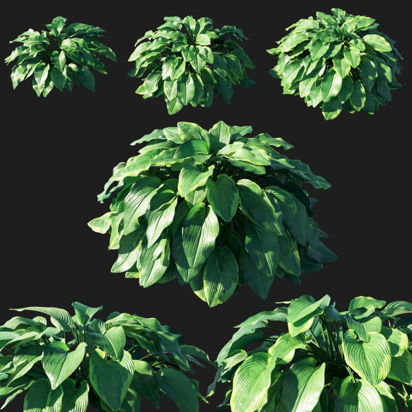 hosta plantaginea