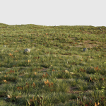 House Grass or Lawns