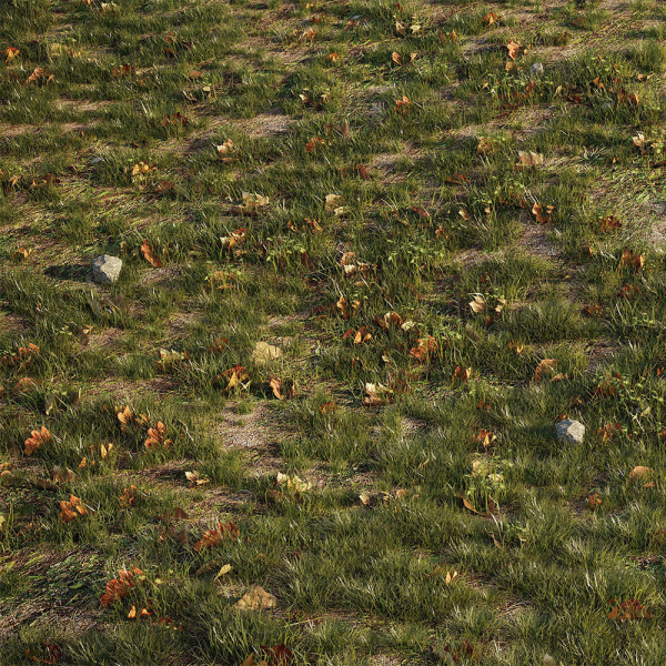 House Grass or Lawns