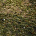 House Grass or Lawns