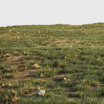 House Grass or Lawns