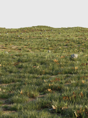 House Grass or Lawns