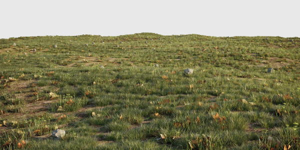 House Grass or Lawns