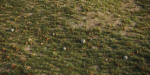 House Grass or Lawns