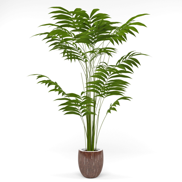House plant 3