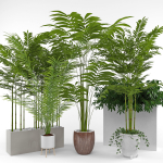 House plant 3