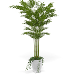 House plant 3