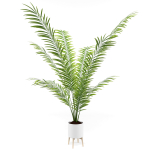 House plant 3