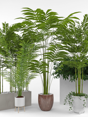 House plant 3