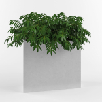 House plant 3