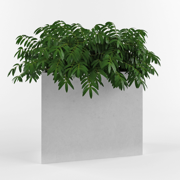 House plant 3