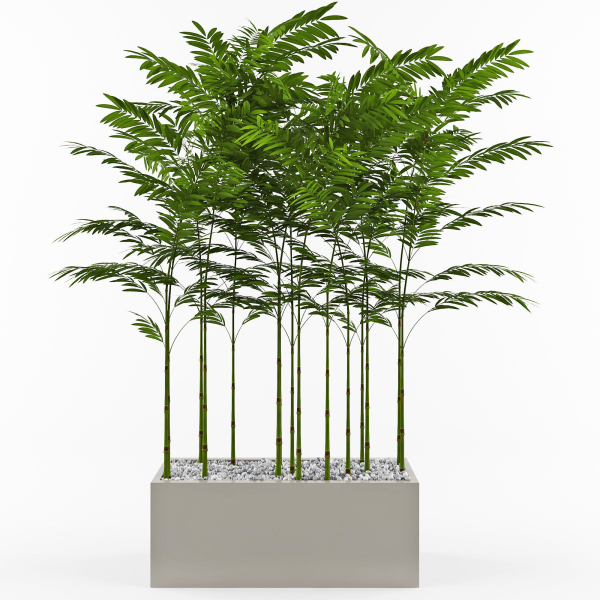 House plant 3