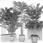 House plant 3