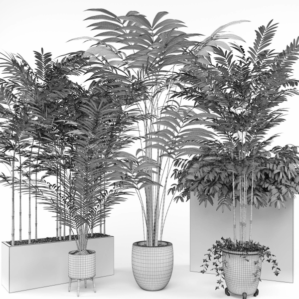 House plant 3