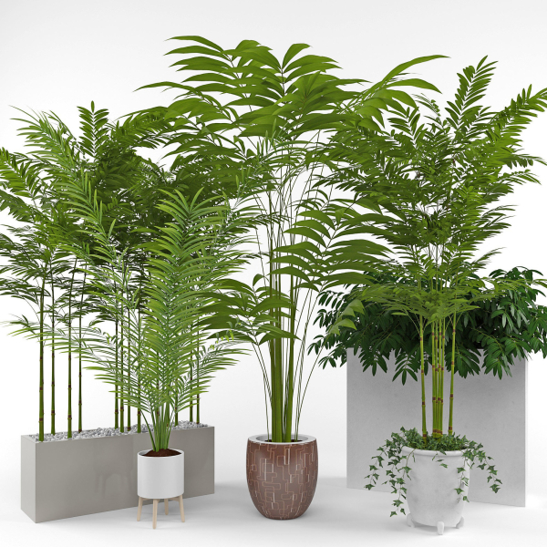 House plant 3