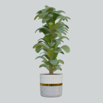 house plant