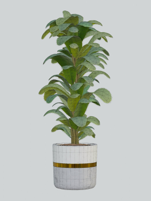 house-plant-3d-model-43e946d8f0