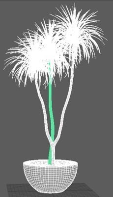 house plant