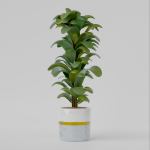 house plant