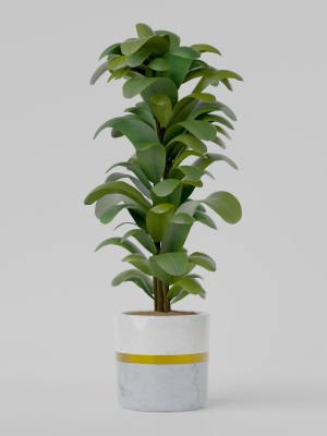 house plant
