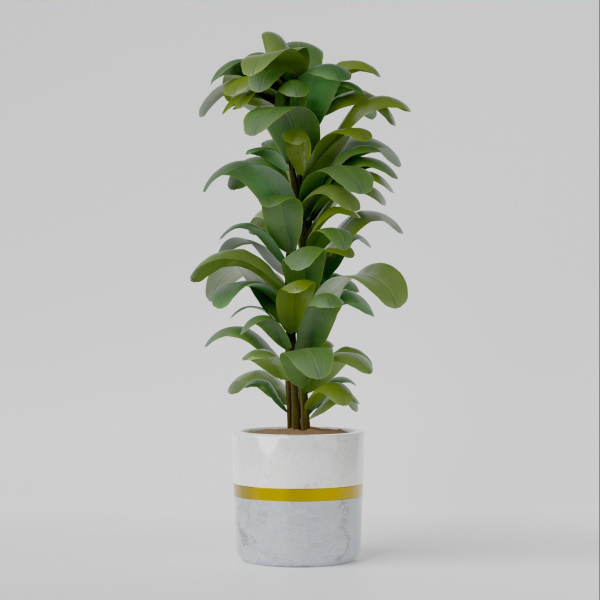 house plant