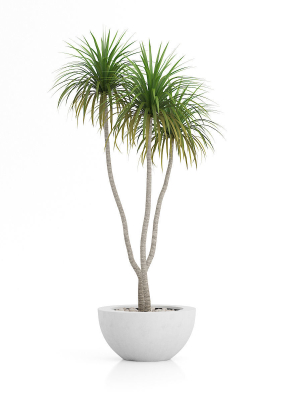 house plant