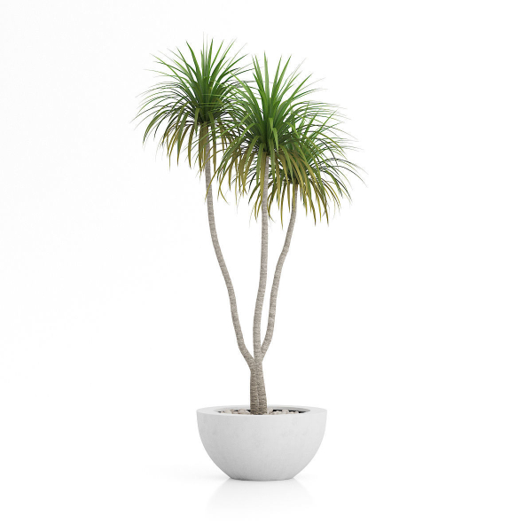 house plant