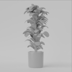 house plant