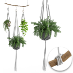 Houseplant 51