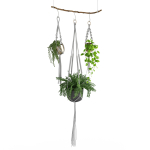 Houseplant 51