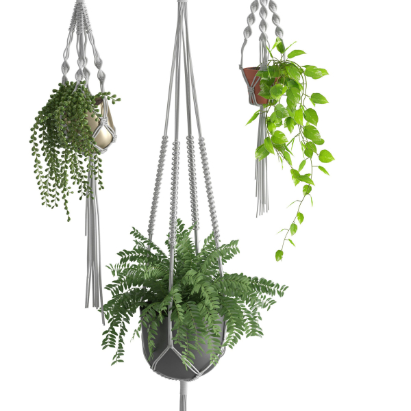 Houseplant 51