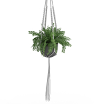 Houseplant 51