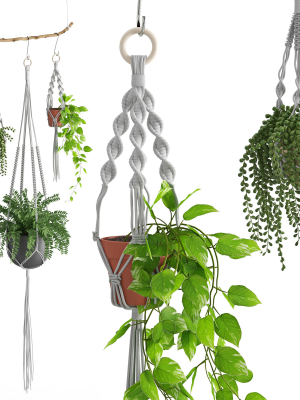Houseplant 51