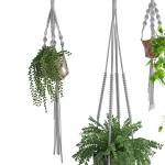 Houseplant 51