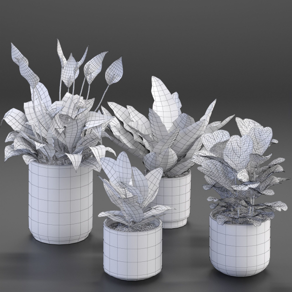 Houseplant 54