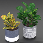 Houseplant 54