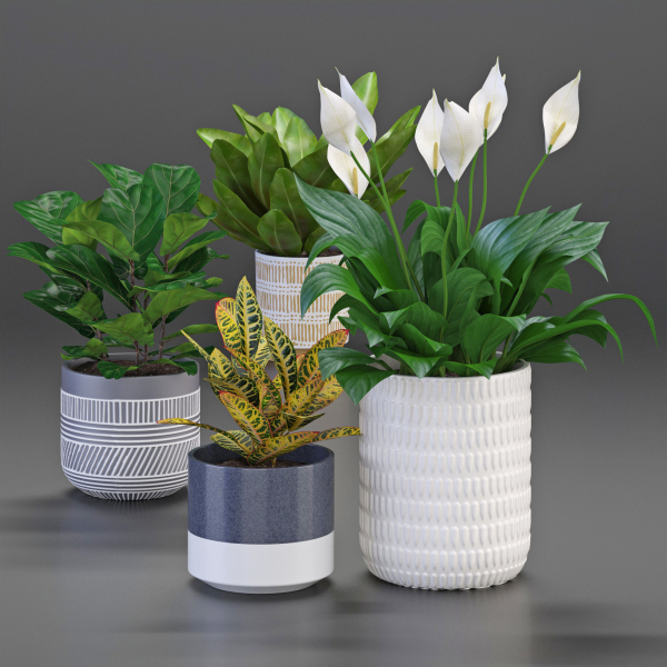 Houseplant 54