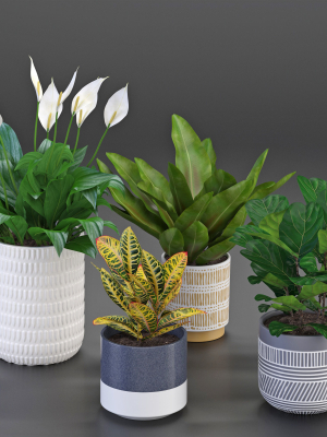 Houseplant 54