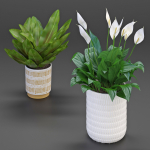 Houseplant 54
