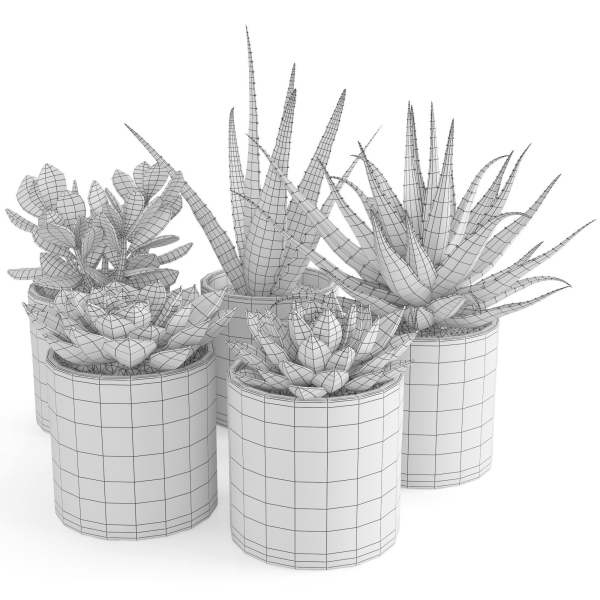 Houseplant 63