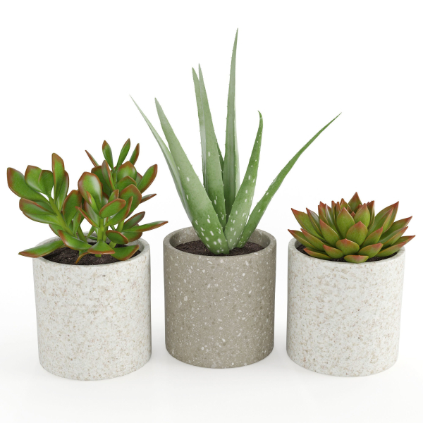 Houseplant 63