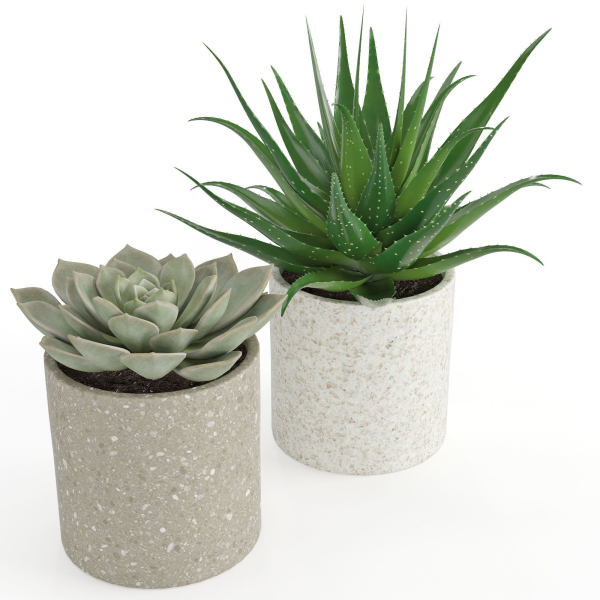 Houseplant 63
