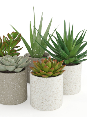 Houseplant 63